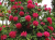   Rhododendron arboreum
